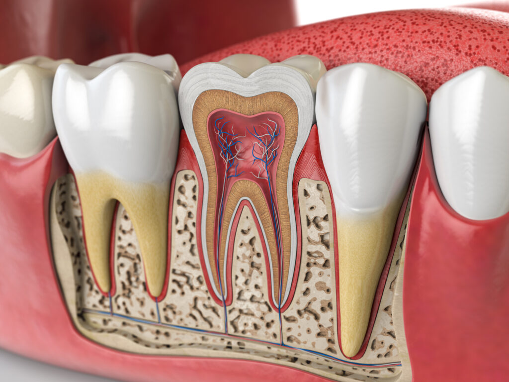 Reconstrucción 3D de la pulpa dental.